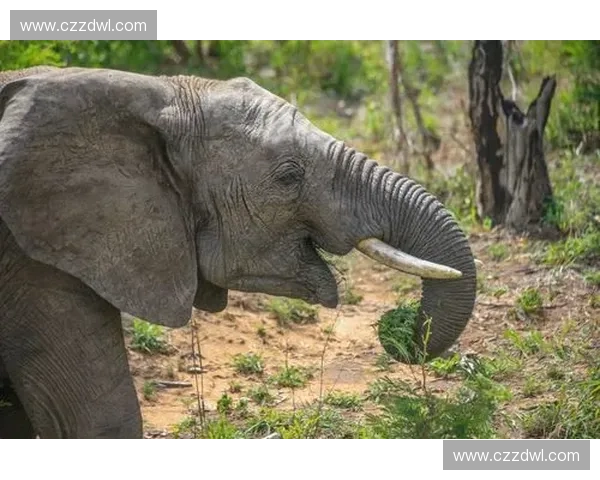 《探索Dota2游戏世界中的策略与技巧挑战，领略胜利的无限可能》